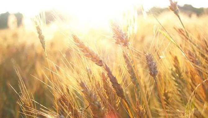 海关总署：允许符合相关要求的美国大麦