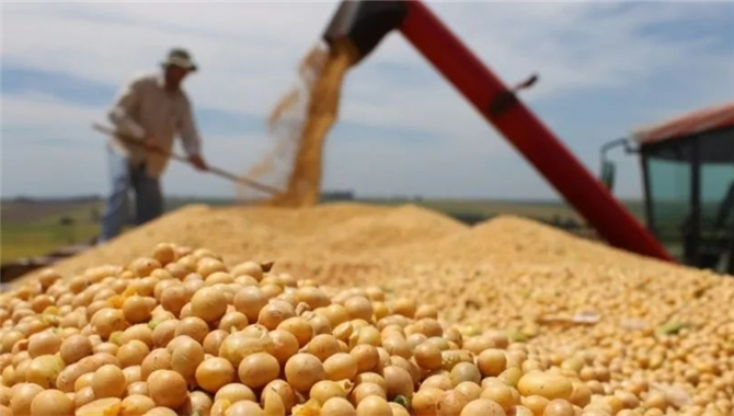 大豆价格下跌，中国加大从美国和巴西购